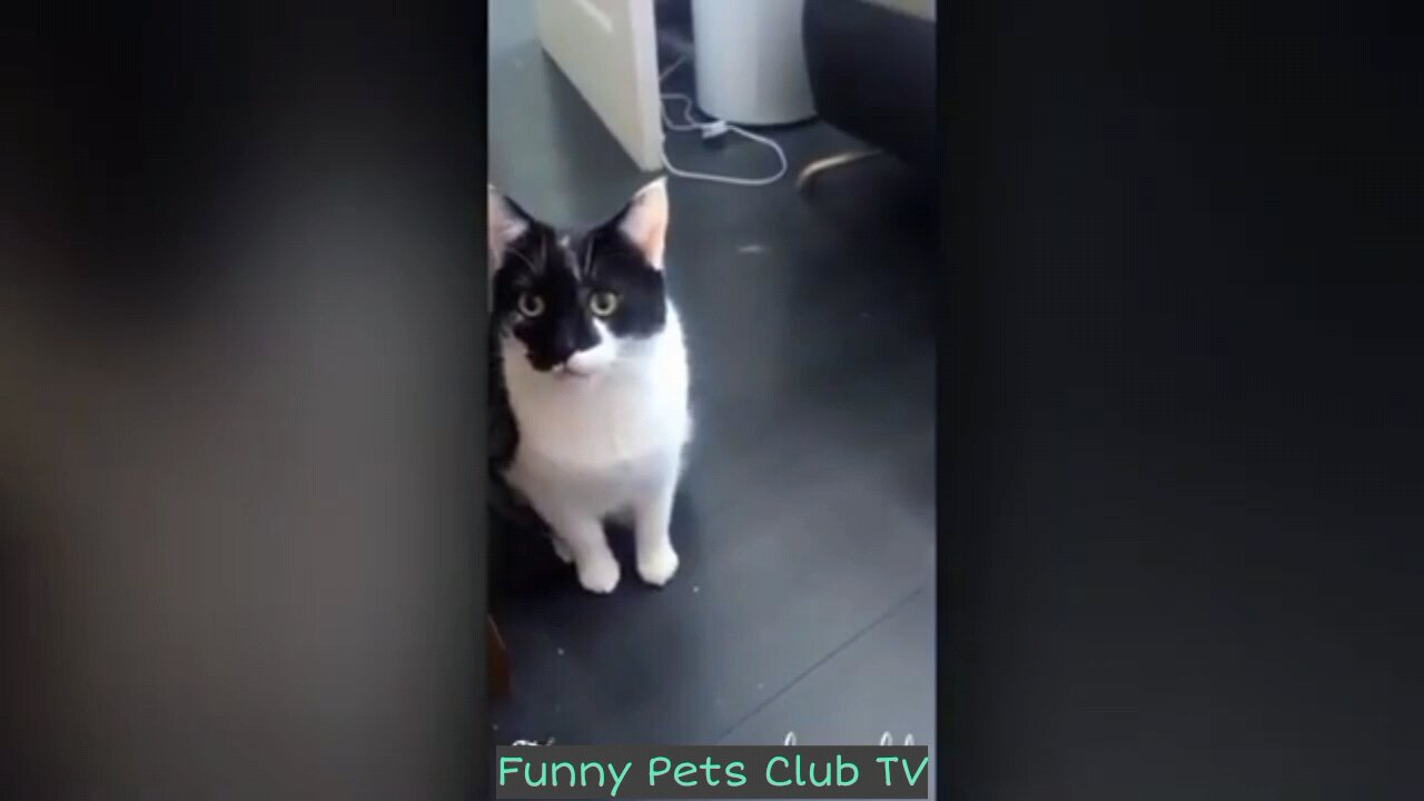 Funny 🤣 Cat video|| watch full video