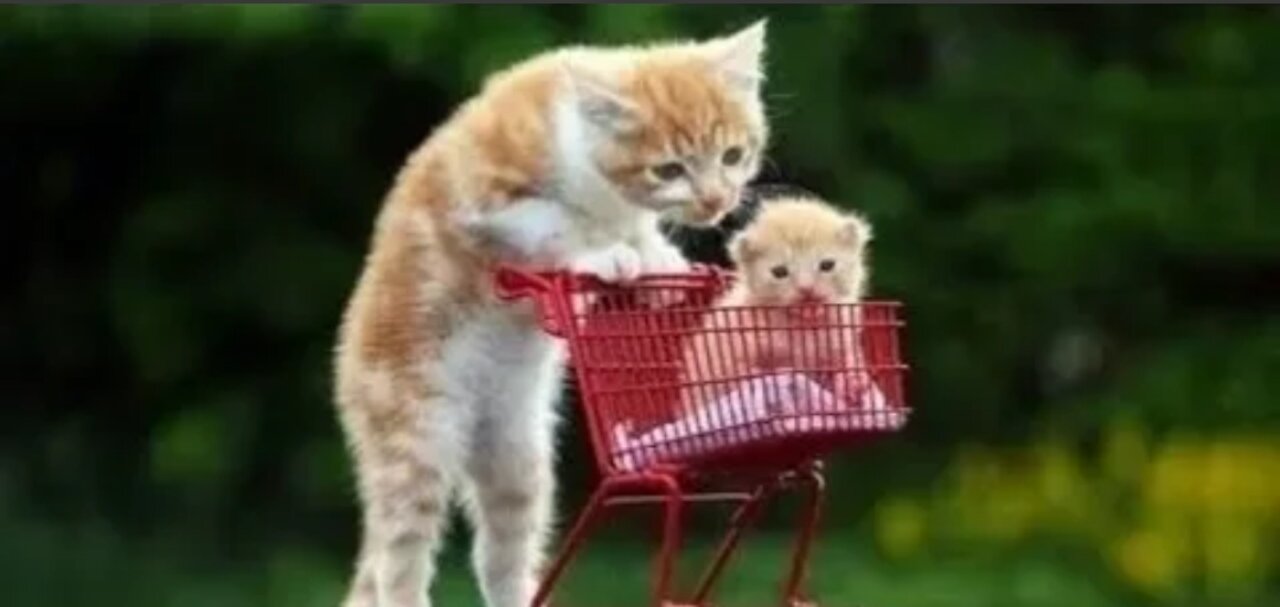 😍 Cute Cats and Funny Dogs Videos Compilation 2022 😍
