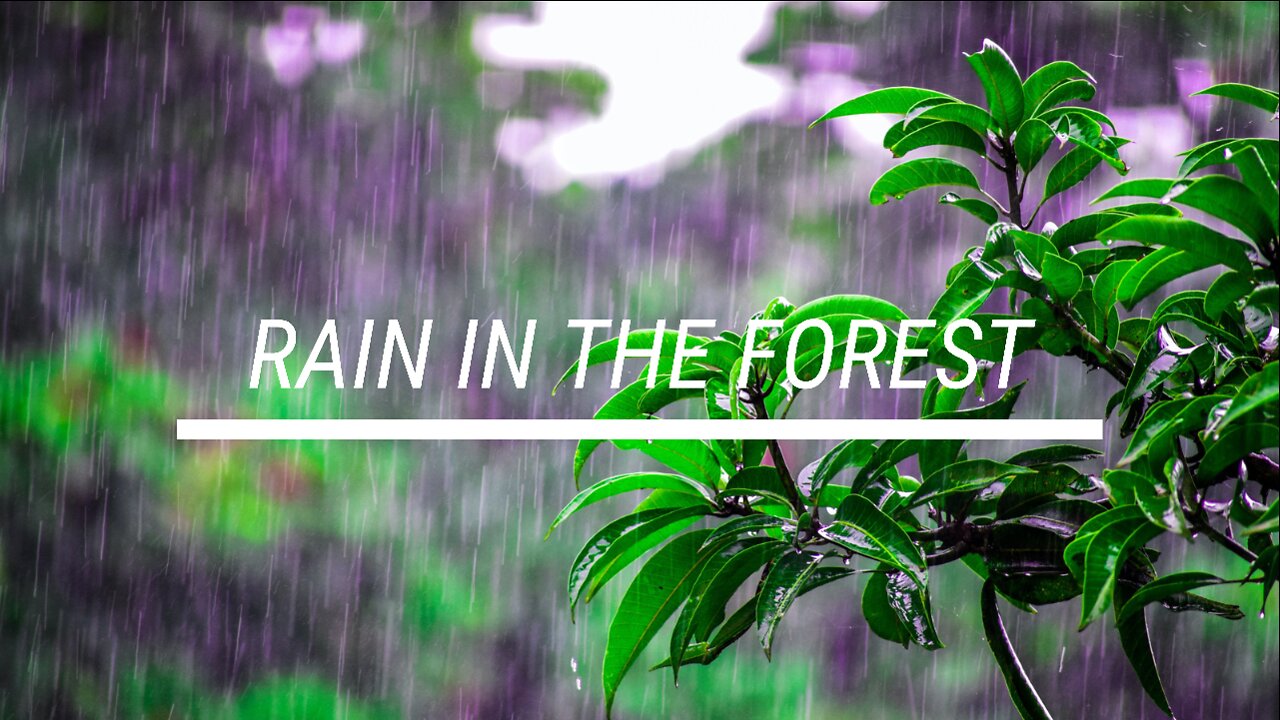Sound for sleep Rain in the Forest 5 hours
