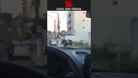 se não fosse filmado ninguém acreditaria 😂😂😂