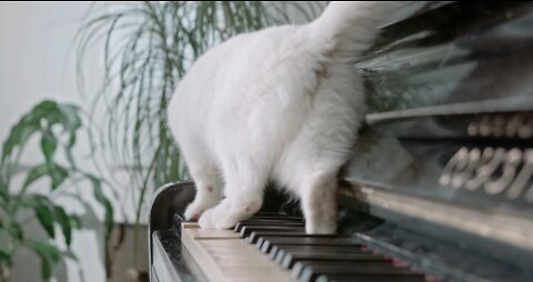 Cat playing the piano