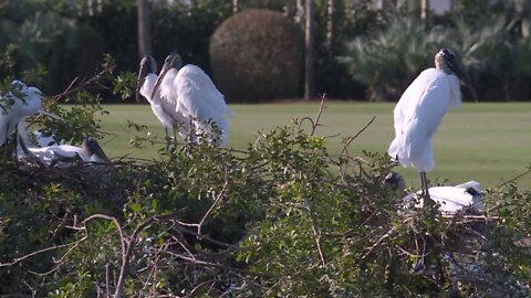 Golf club in Palm Beach Gardens protecting habitat for Florida birds