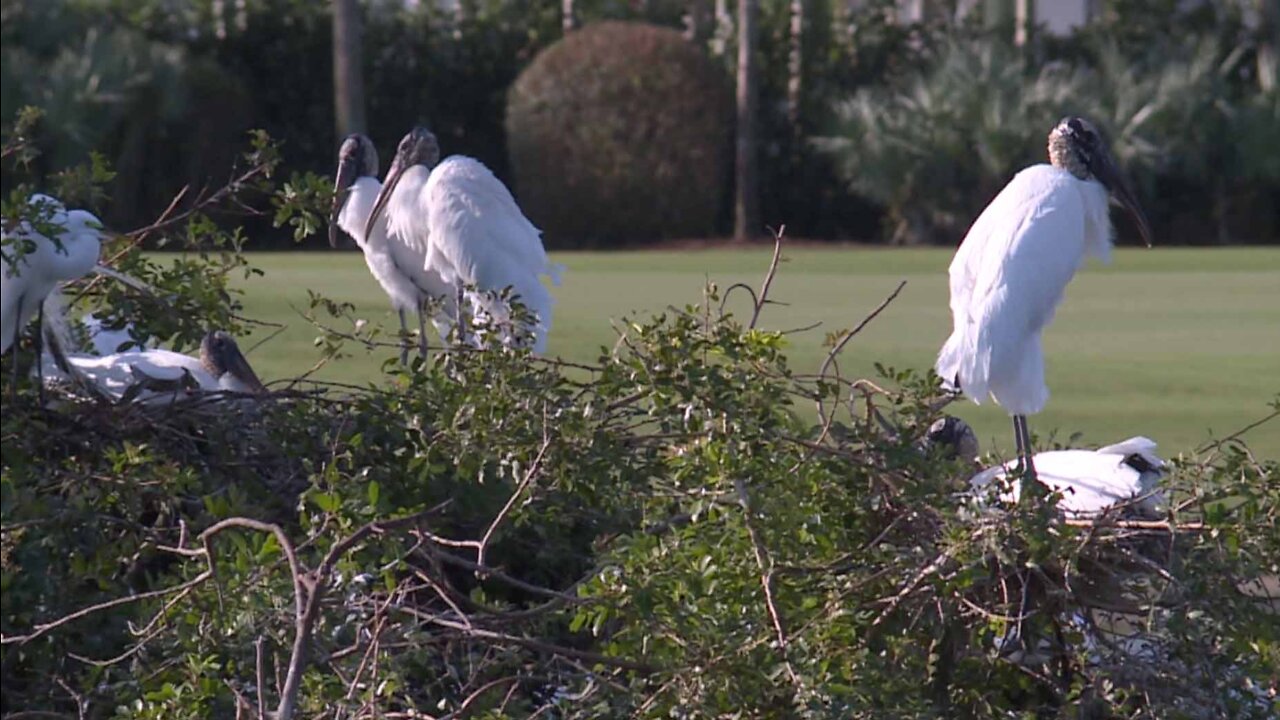 Golf club in Palm Beach Gardens protecting habitat for Florida birds