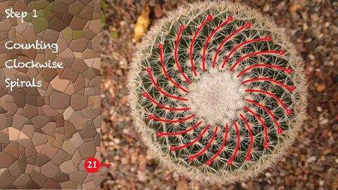 Phyllotaxis and a Cactus (Fibonacci numbers in Nature's Spirals)