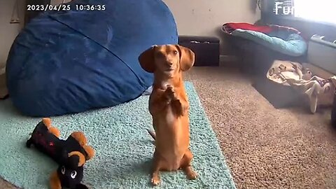 Weiner gets caught on dog camera whining