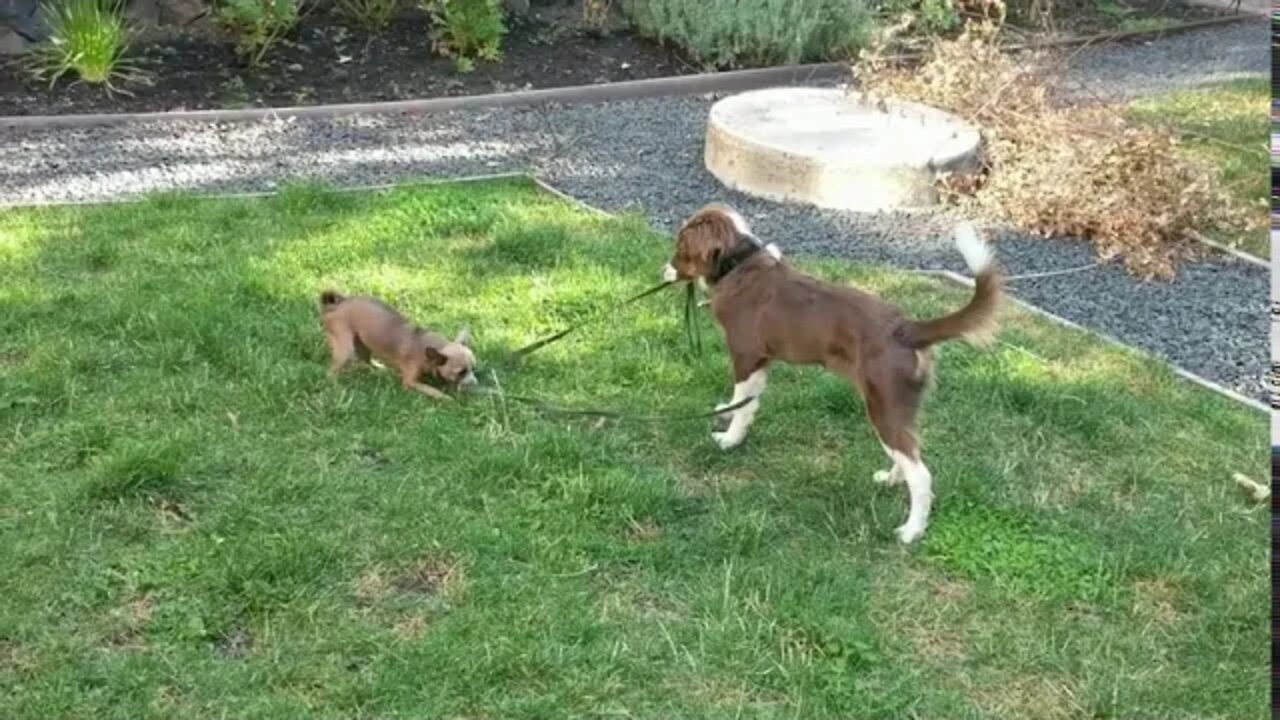 Leash War