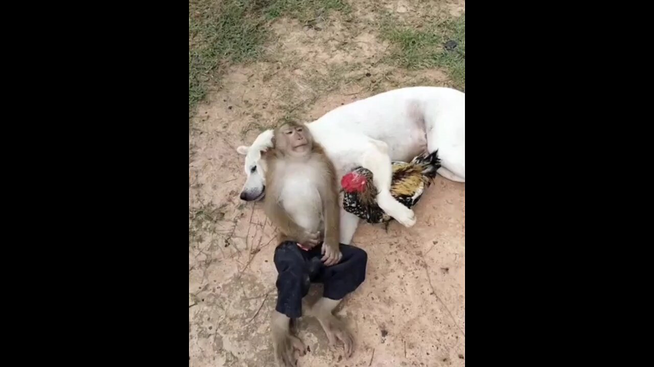 animal lover monkey funny video