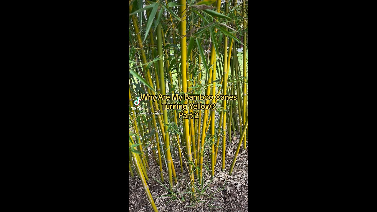 Parr 2 - Why Are My Bamboo Canes Turning Yellow