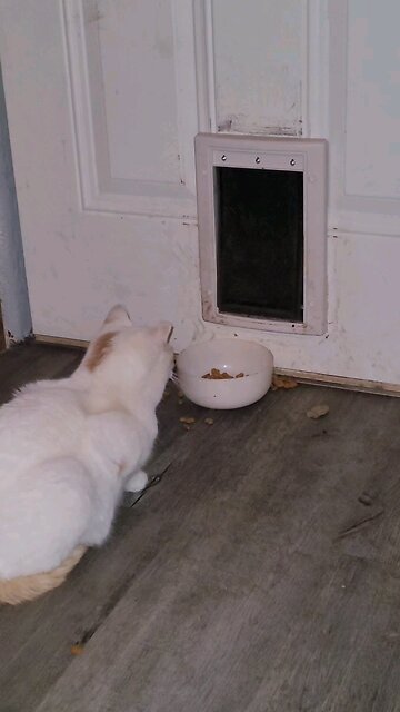 Snack Thief 🦝👈😆💖