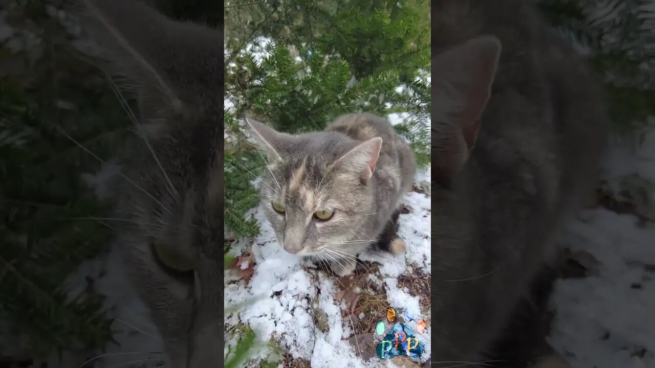 Cheetara among the pines.