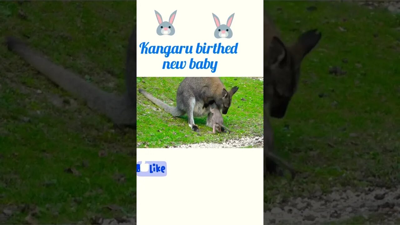 kangaroo birthed new baby ®#shorts #shortsfeed #youtubeshorts