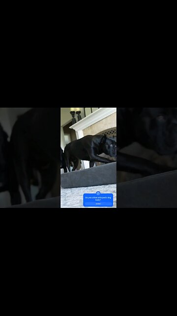 Cane Corso Puppy Bedding #shorts #canecorso #dog