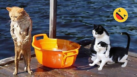 Best videos of cute cats and dogs # shorts