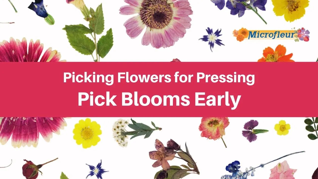 Picking Flowers for Pressing - Pick Blooms Early