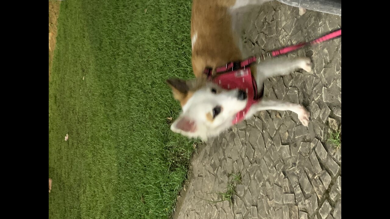 Amora running in the square