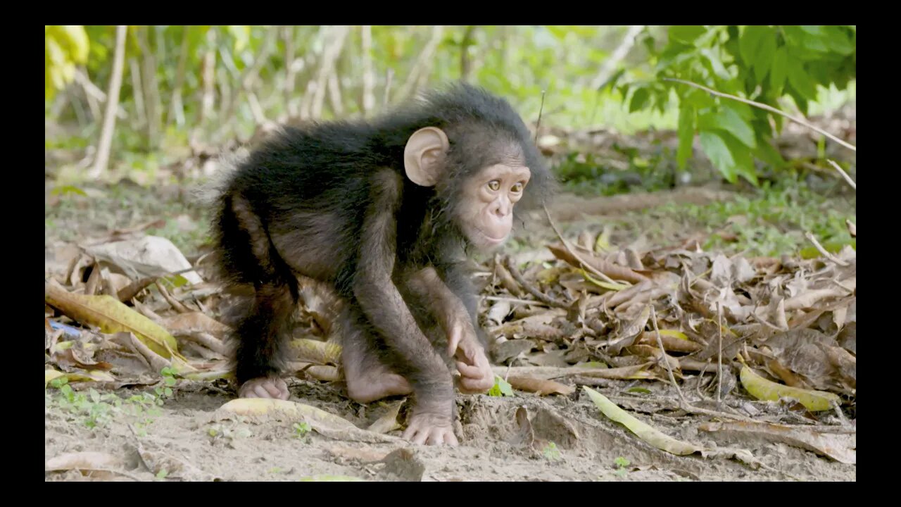 NASA joins Jane Goodall to conserve chimpanzee habitats