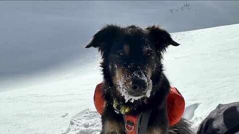 Search continues for the dog Ullr after Colorado avalanche