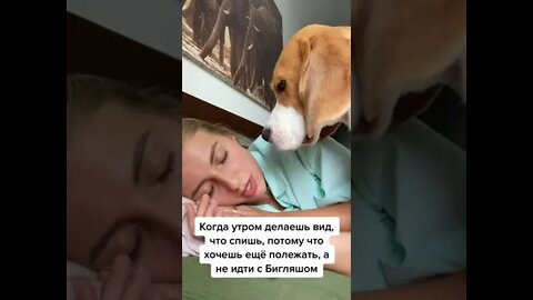 #shorts Смешные Собаки Из Тик Тока 33 Funny Dogs From Tiktok