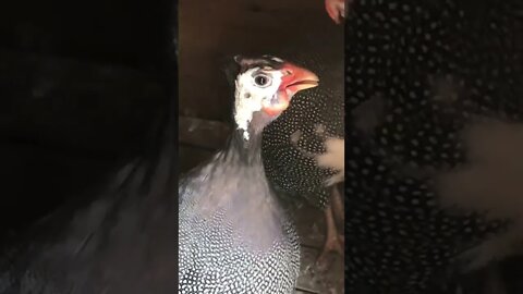 Female guinea fowl call