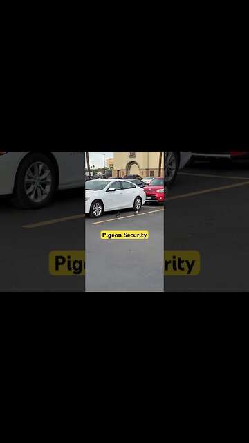 Pigeon Security. Who Needs Lo-Jack or Air Tags with vigilant foul standing guard -NAME THIS SONG