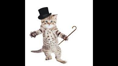 Cute cats babies dancing