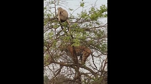 MONKEY AND TIGER #animals #tourists #bush #forest #travel #instafood #subscribe #follow.