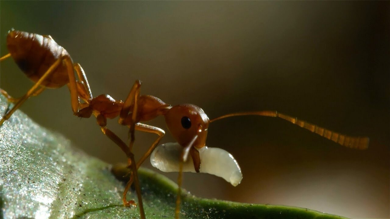 Weaver Ants Use Their Children as Cement - 4KUHD - China: Nature's Ancient Kingdom - BBC Earth