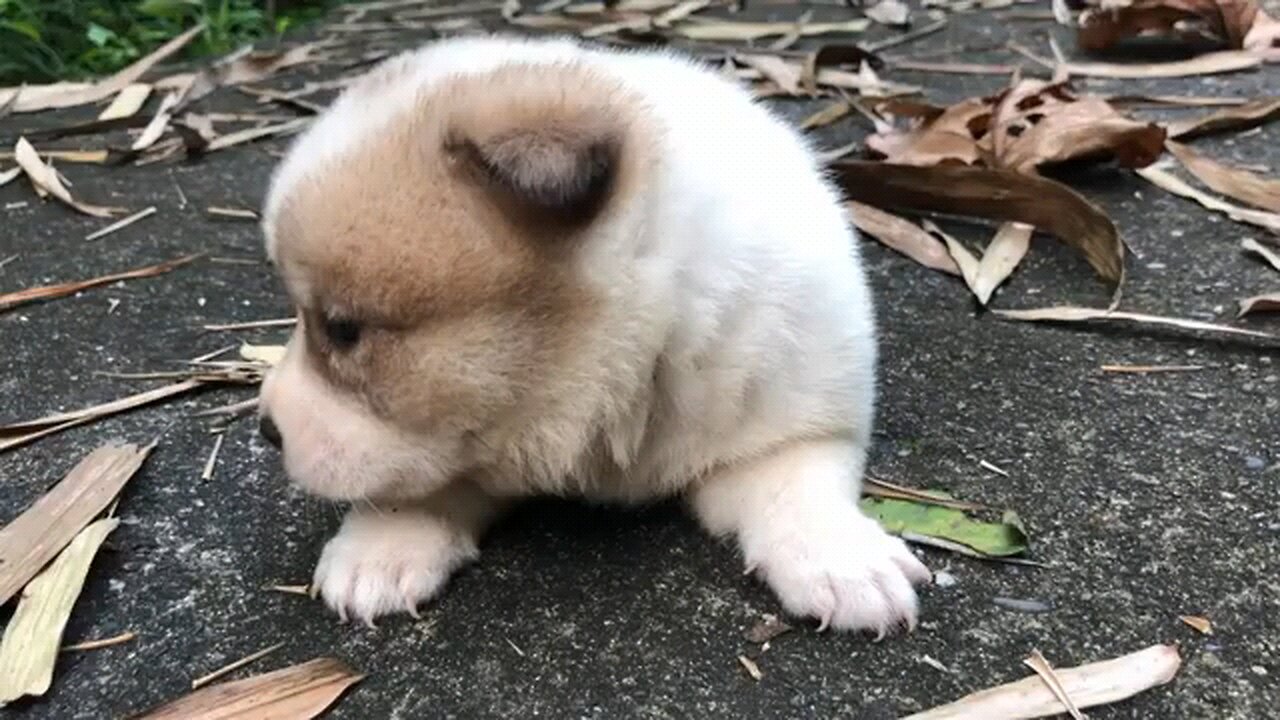 puppy calls mom