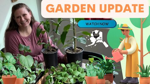 Garden update | Growing in Alaska | @Mid-Valley Greenhouse Tomato’s | getting ready to plant