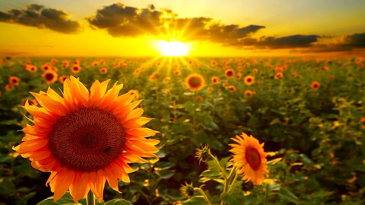 SunFlowers and Sunshine Meditation