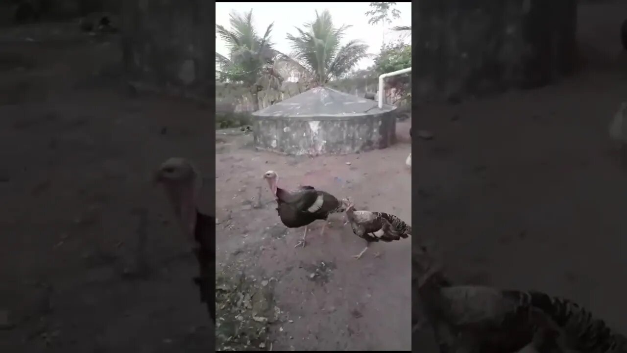 a vida de um casal no campo