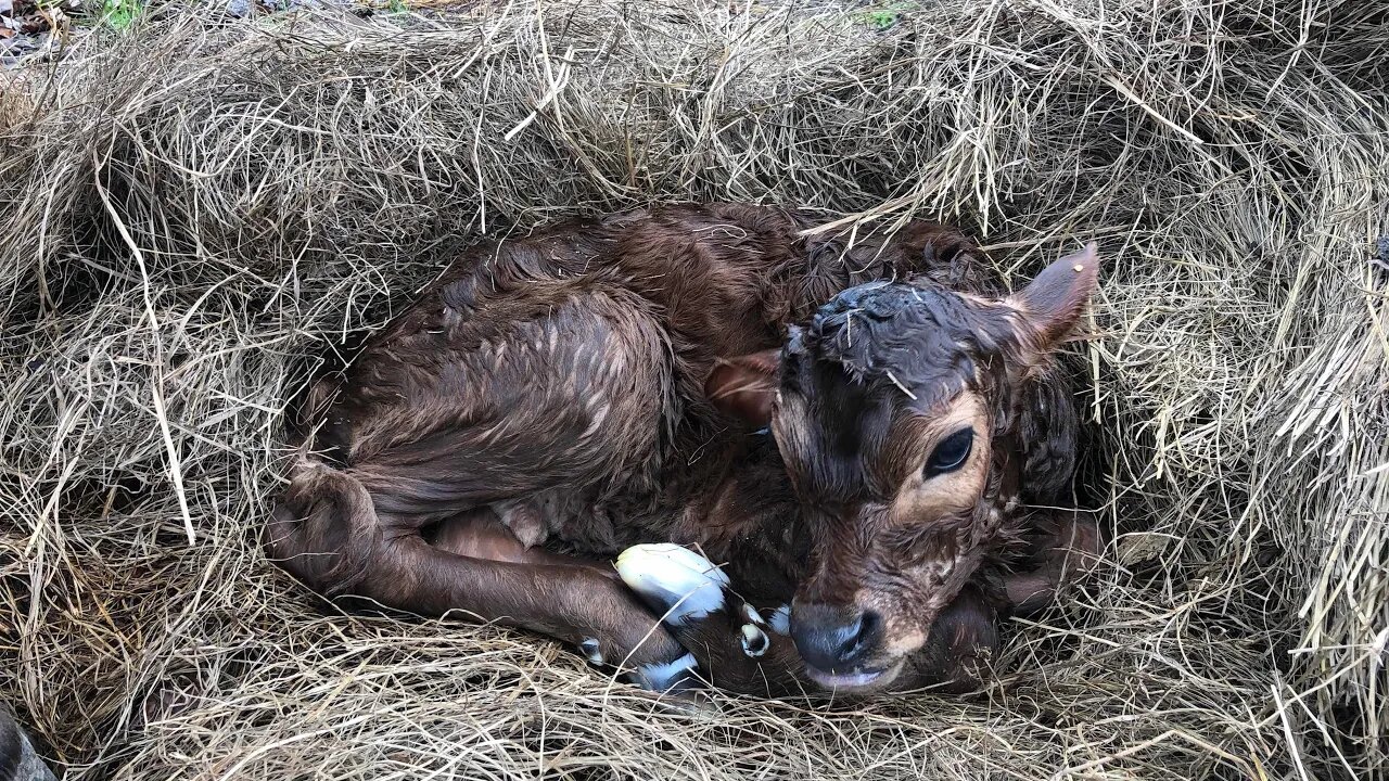 Family Dairy Cow Delivers Baby Calf on Camera!