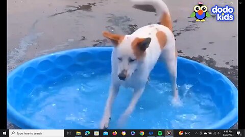 Funny animals video 2023!Best compilation of animals videos-funny cats and dogs video