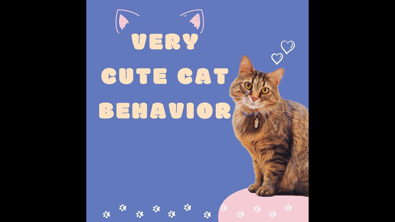 very cute cat behavior