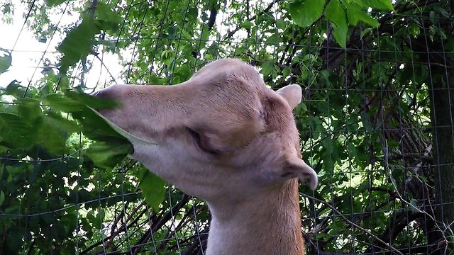 Baby goat walks on hind legs for tender young leaves