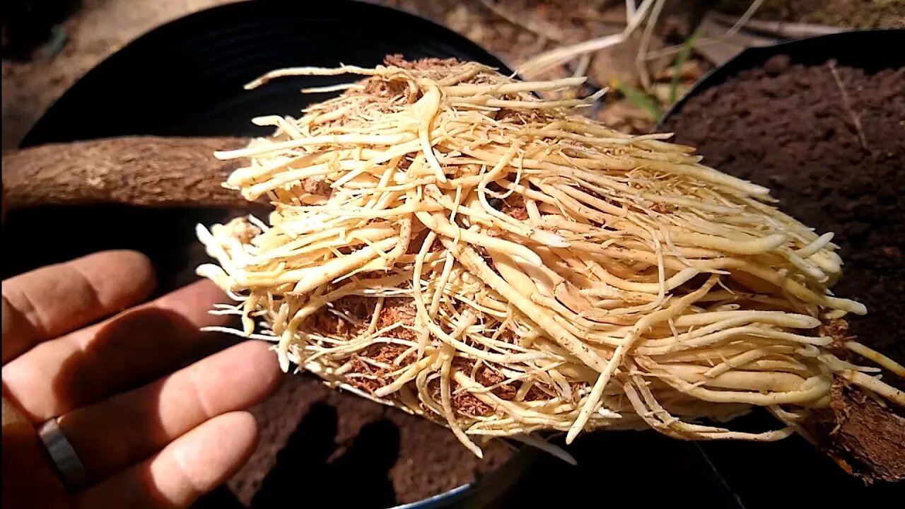 alporquia de abiu amarelo