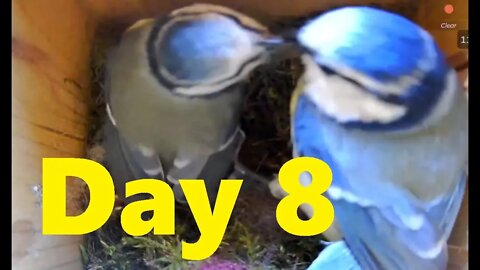 Blue Tit Nesting Day 8 Highlights