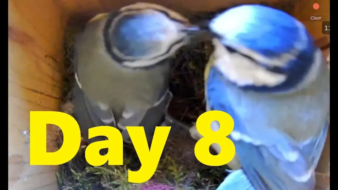 Blue Tit Nesting Day 8 Highlights