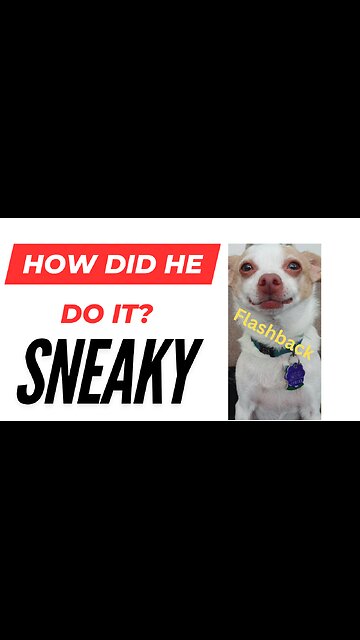 HILARIOUS: Dog Steals Toy from Sibling