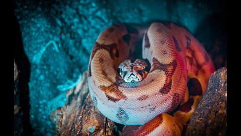 Being Swallowed by an Anaconda