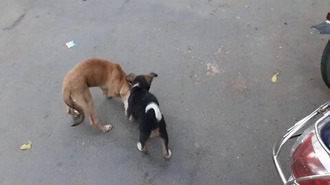 Viral video two cute puppies playing with each other