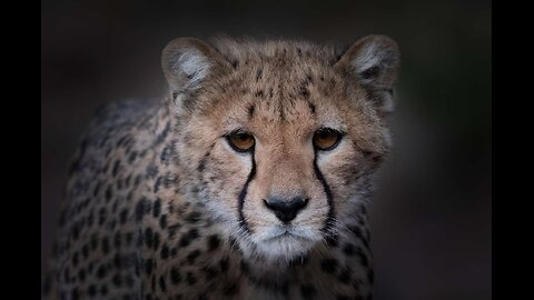 SOME CHEETAH FACTS !!!!!!