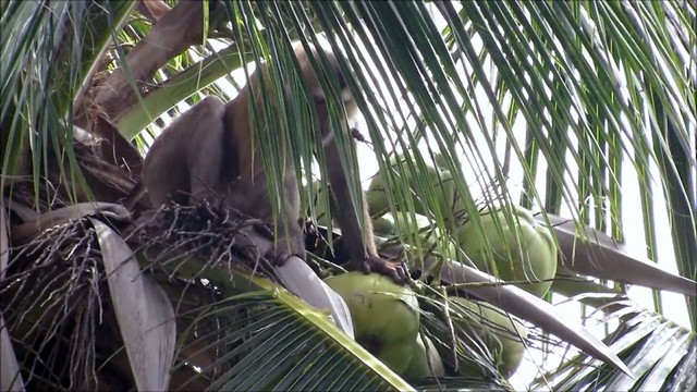 Hard-working monkey scales treetops for coconuts