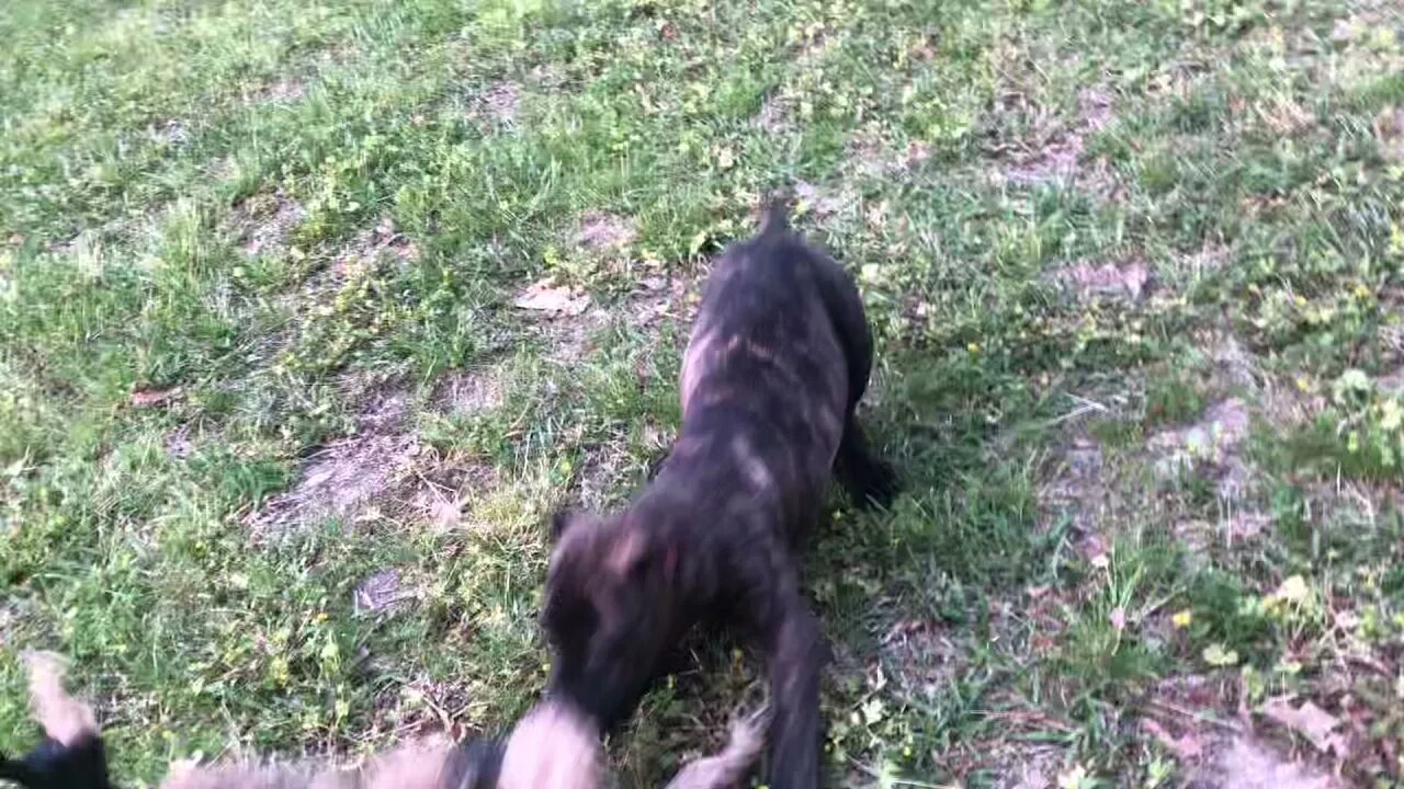 Ken’s pup (male out of Scratch x Jazz)