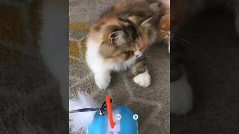 cute cat videos 😹 funny videos 😂 1113 😻 #shorts