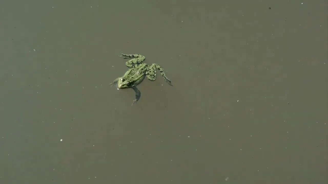 Frog floating in a pond