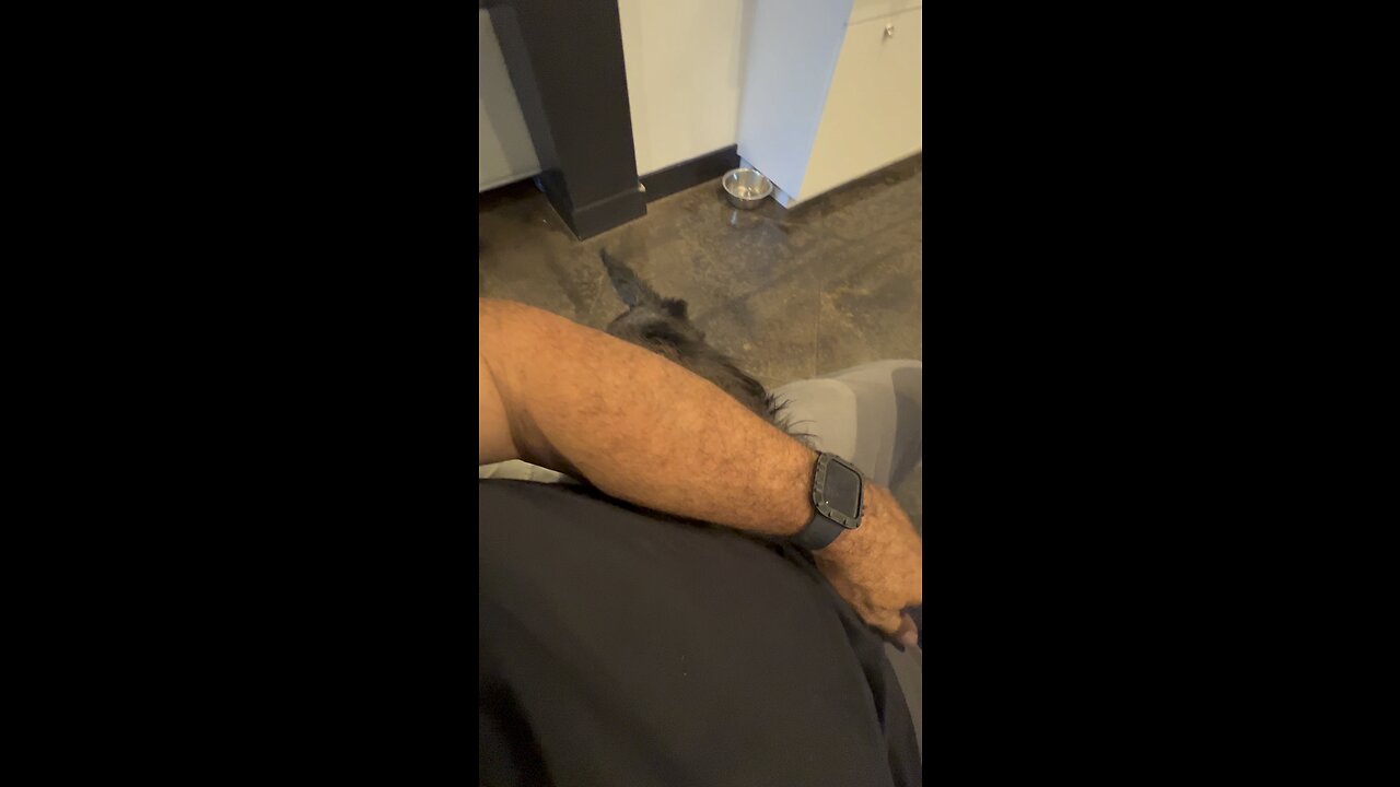 But …what if I DONT WANT TO PET YOU?!