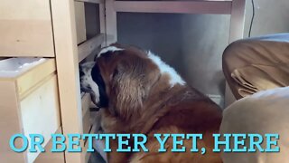 Big dog sleeping under table