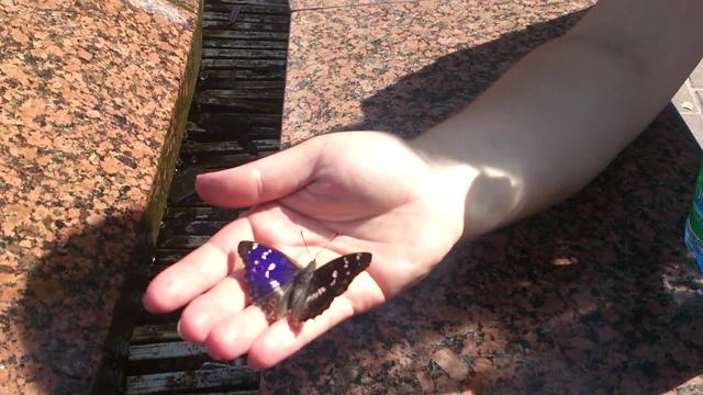 Butterfly drinks water from human hand