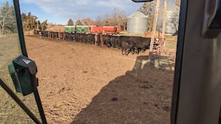 Chow time for the calves